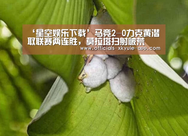 星空娱乐app